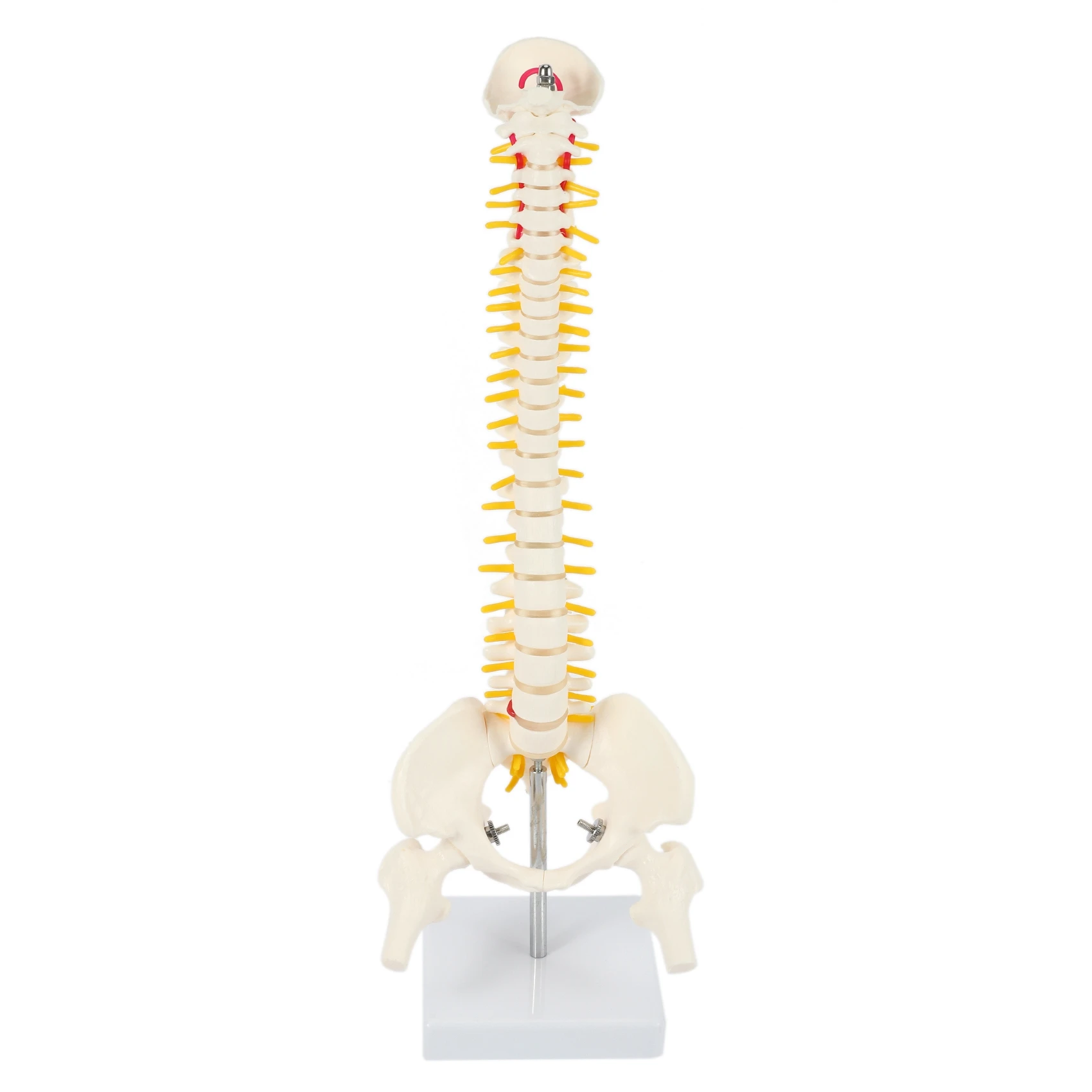 45 см Гибкая модель поясничного изгиба для взрослых 1: 1, модель скелета человека с позвоночным диском, модель таза, используемая для массажа, йоги